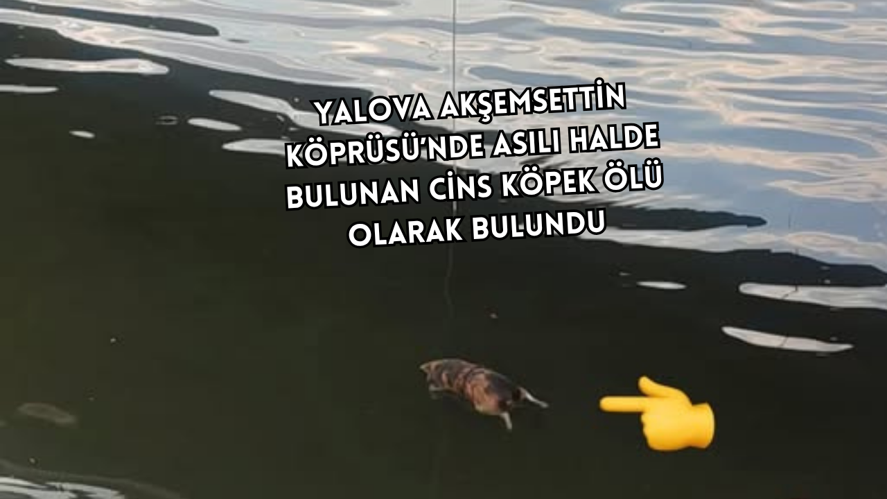 KÖPEK BAĞLANDI MI, ATILDI MI? BELİRSİZLİK SÜRÜYOR!