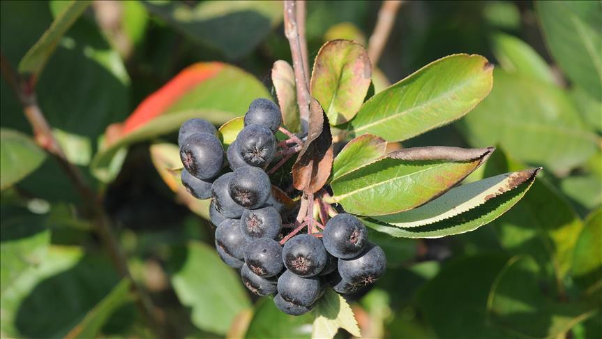YALOVA’DA ARONYA FESTİVALİ BAŞLIYOR