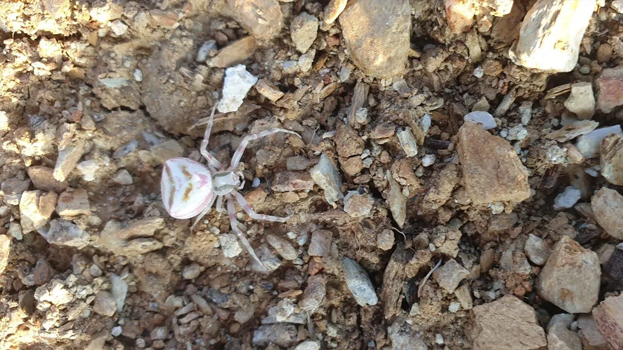 YALOVA’DA “İNSAN YÜZLÜ ÖRÜMCEK” PANİĞİ.. SOSYAL MEDYADA GÜNDEM OLDU!
