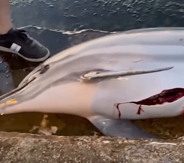 VİDEO HABER: YALOVA SAHİLİNDE ÖLÜ YUNUS BULUNDU.. ZIPKIN İZLERİ İDDİASI..