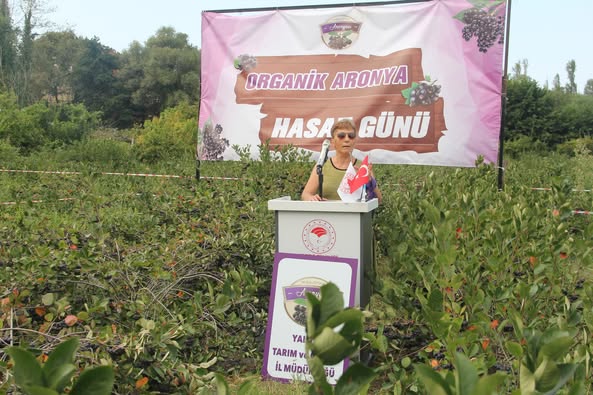 ORTABURUN KÖYÜNDE ARONYA HASADI