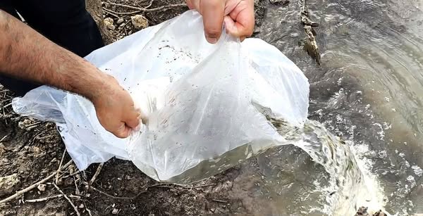 GÖLETLERE 180 BİN YAVRU BALIK BIRAKILDI