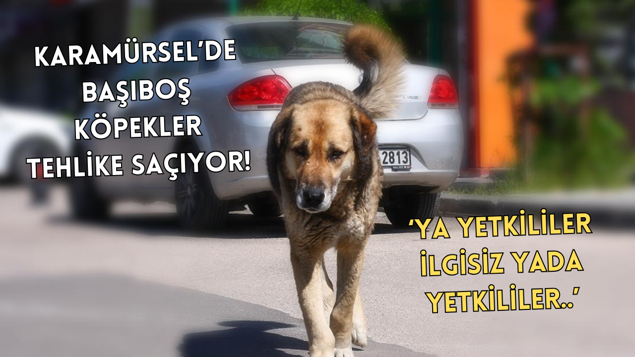 VATANDAŞLAR TEPKİLİ:“ÇOCUKLARIMIZI PARKA GÖNDEREMEZ, GECELERİ SOKAĞA ÇIKAMAZ OLDUK”