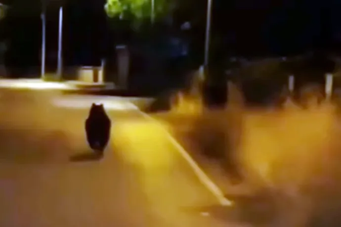 AÇ KALAN AYI, KÖYE İNDİ!