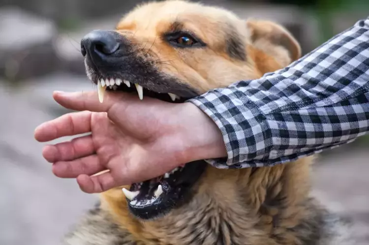 YALOVA’DA SAHİPSİZ KÖPEKLER 10 GÜN İÇERİSİNDE TOPLANACAK