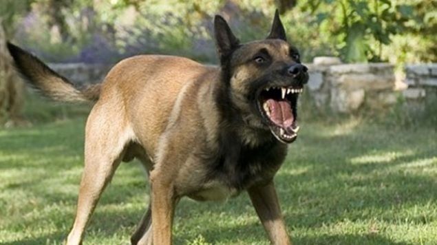 YALOVA’DA SAHİPSİZ KÖPEKLER 10 GÜN İÇERİSİNDE TOPLANACAK