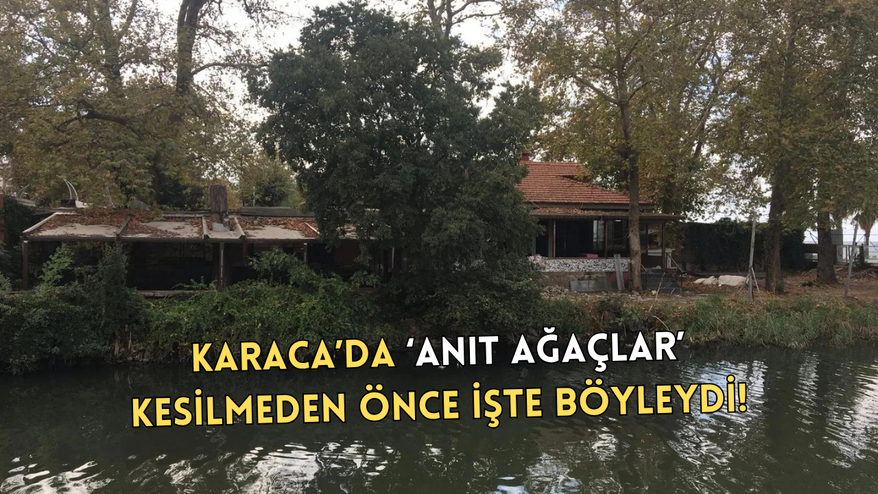 YALOVA’DA AĞAÇ KATLİAMINDAN ÖNCE ANIT AĞAÇLAR İŞTE BÖYLEYDİ!