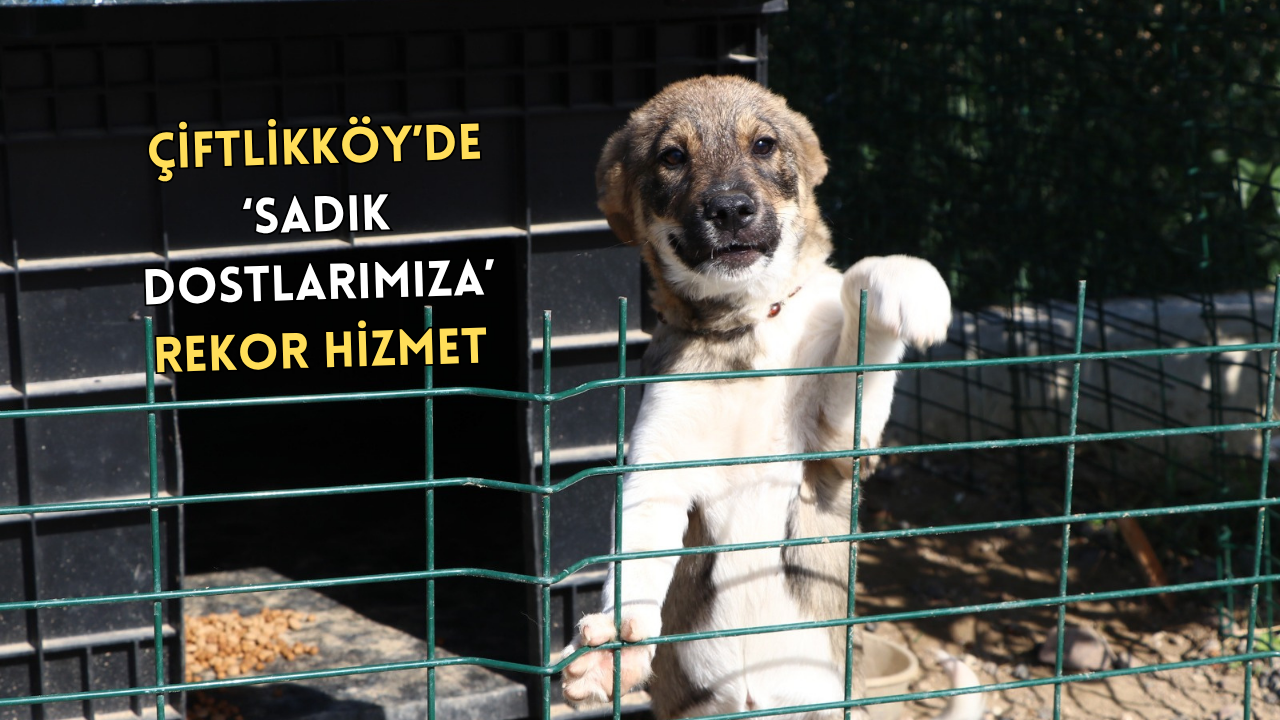 ÇİFTLİKKÖY’DE PATİLİ DOSTLARA REKOR HİZMET VERİLDİ!