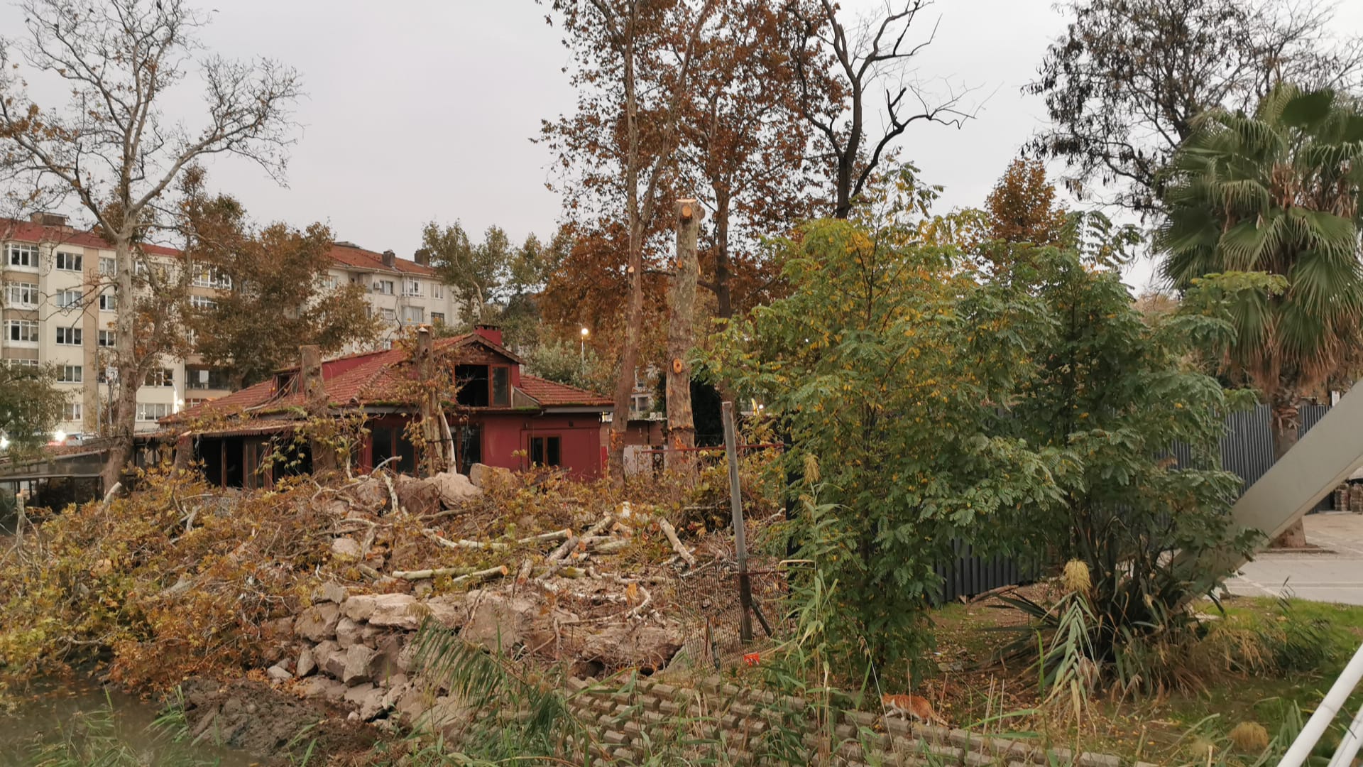 Yalova Belediyesi’nden Tepki: Koruma Altındaki 3 Numaralı Anıt Ağaç İzinsiz Kesildi!