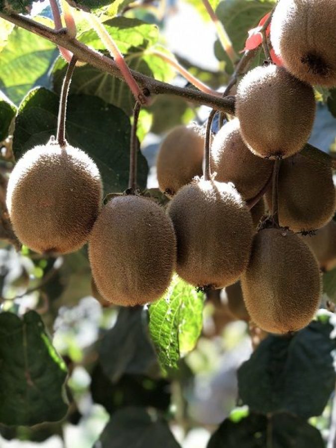 KİVİ FESTİVALİ BU YIL YAPILMAYACAK!