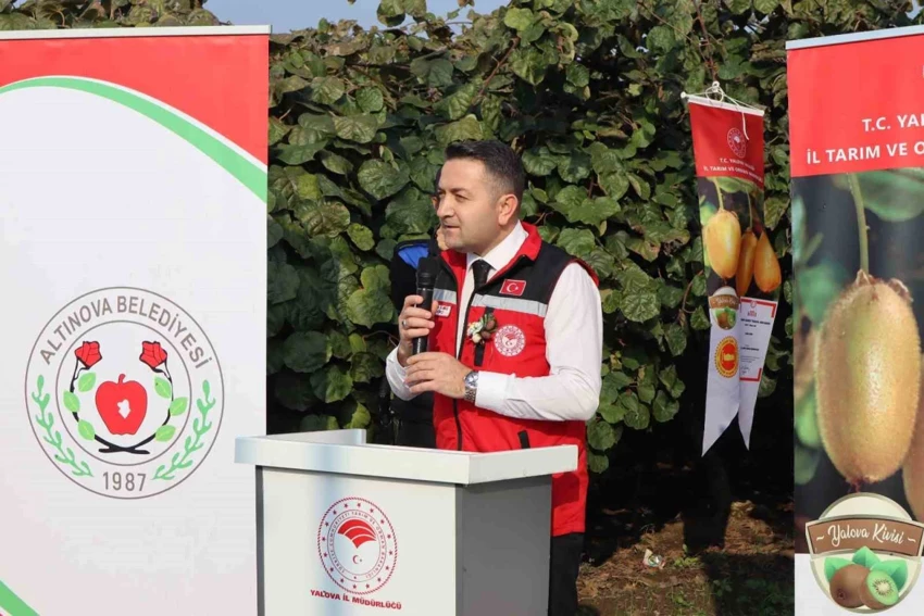 YALOVA’DA KİVİ HASADI BAŞLADI 2 YALOVA’DA KİVİ HASADI BAŞLADI