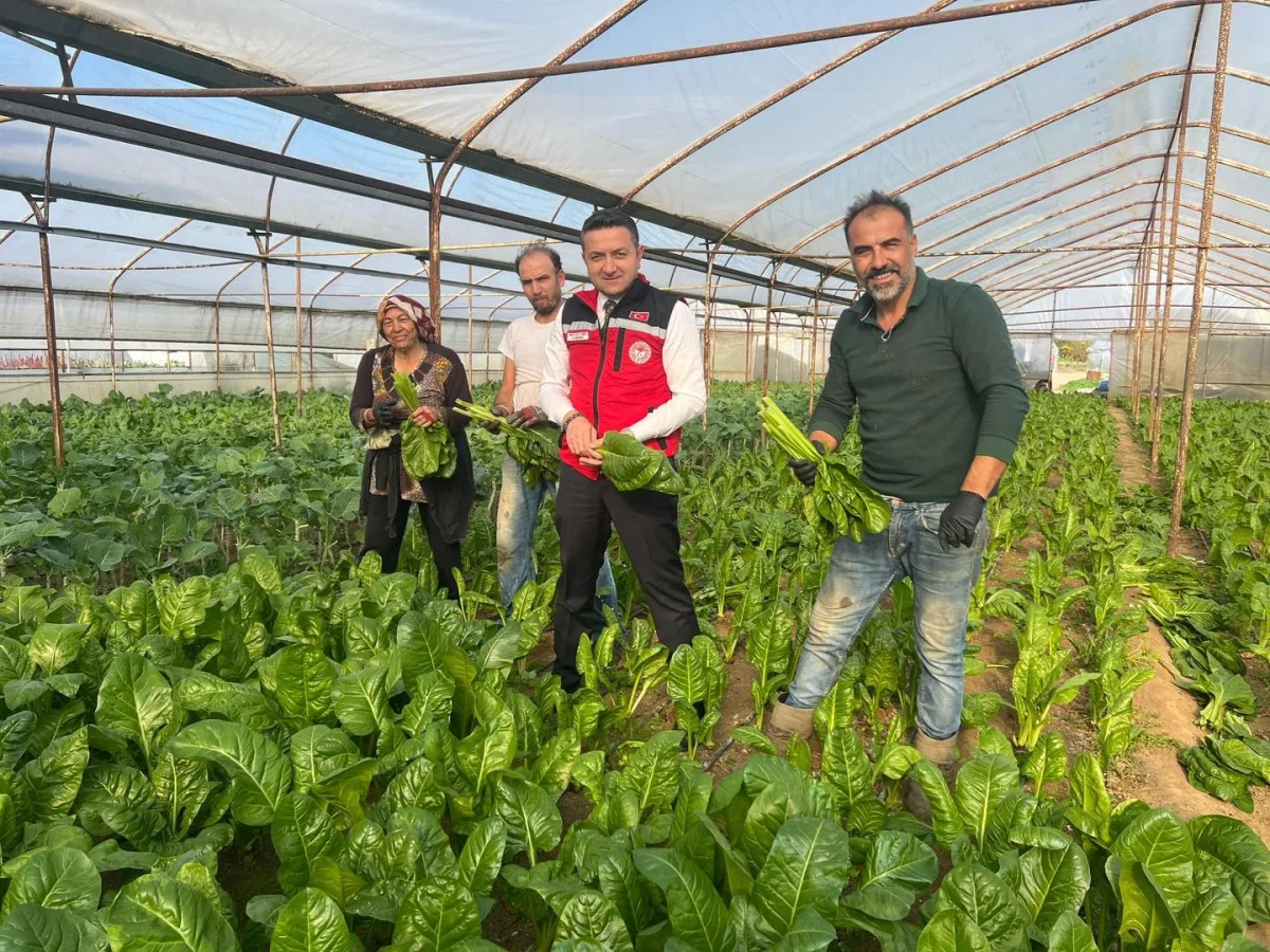 KADIKÖYLÜ ÜRETİCİLERE SERA ZİYARETİ 2 KADIKÖYLÜ ÜRETİCİLERE SERA ZİYARETİ