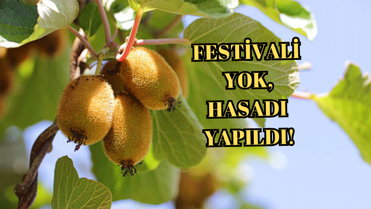 YALOVA’DA KİVİ HASADI BAŞLADI