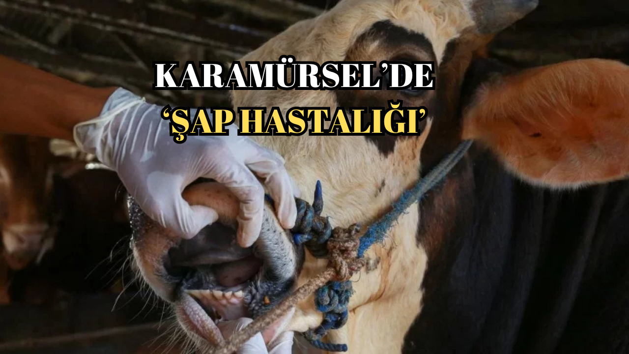 KARAMÜRSEL’DE ŞAP HASTALIĞI ENDİŞESİ ARTIYOR