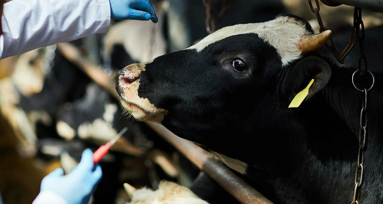 KARAMÜRSEL’DE ŞAP HASTALIĞI ENDİŞESİ ARTIYOR 2 KARAMÜRSEL’DE ŞAP HASTALIĞI ENDİŞESİ ARTIYOR