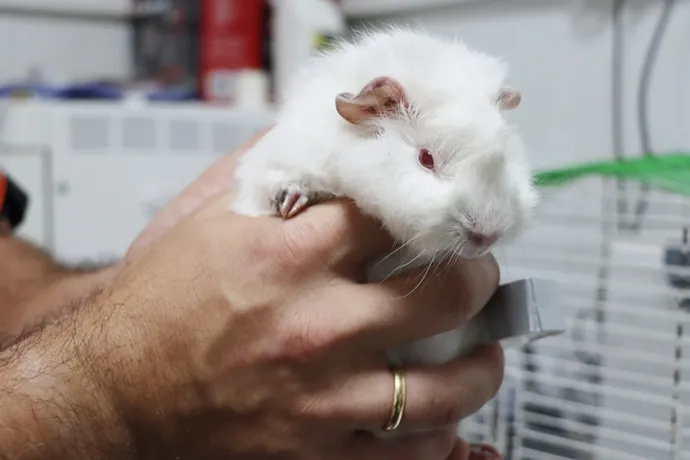 YALOVA’DA SEVİMLİ GİNEPİG YENİ YUVASINI BEKLİYOR