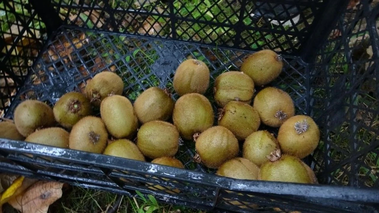 YALOVA’DA KİVİ ÜRETİCİLERİNE ‘İRAN DARBESİ’