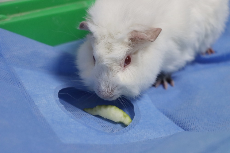 YALOVA’DA SEVİMLİ GİNEPİG YENİ YUVASINI BEKLİYOR