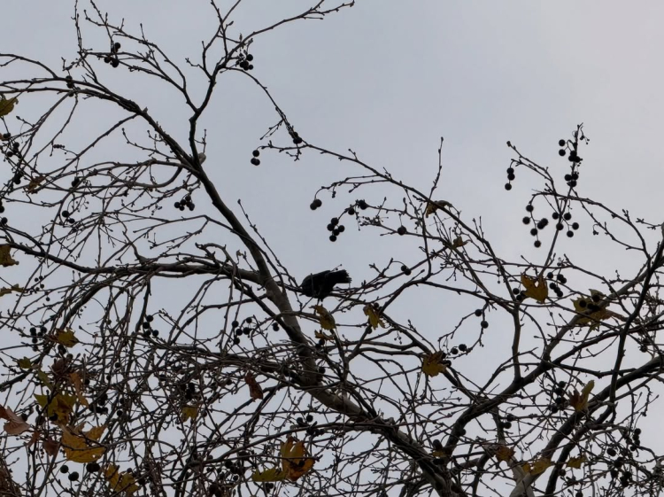 YALOVA’DA AĞAÇTA MAHSUR KALAN YARALI KARGA İÇİN İTFAİYE SEFERBER OLDU 2 YALOVA’DA AĞAÇTA MAHSUR KALAN YARALI KARGA İÇİN İTFAİYE SEFERBER OLDU