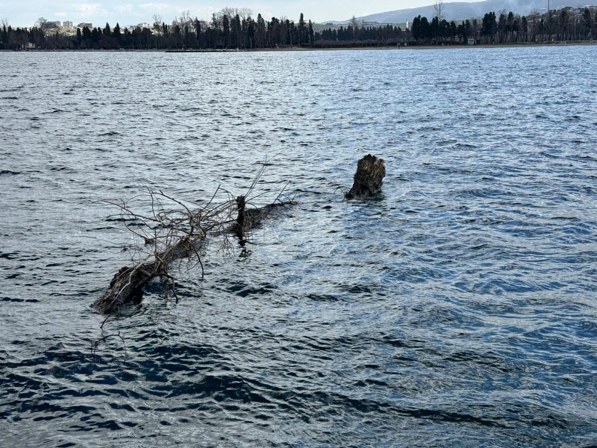 YALOVA AÇIKLARINDA DENİZ TRAFİĞİNİ TEHDİT EDEN AĞAÇ GÖVDESİ KIYIYA ÇEKİLDİ 1 YALOVA AÇIKLARINDA DENİZ TRAFİĞİNİ TEHDİT EDEN AĞAÇ GÖVDESİ KIYIYA ÇEKİLDİ