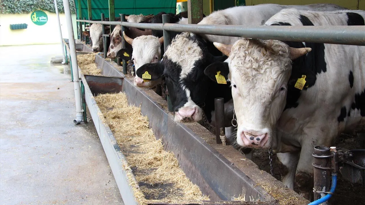 GÜLEÇ KARDEŞLER’DE KURBANLIK SATIŞLARI 29 MART’DA BAŞLIYOR