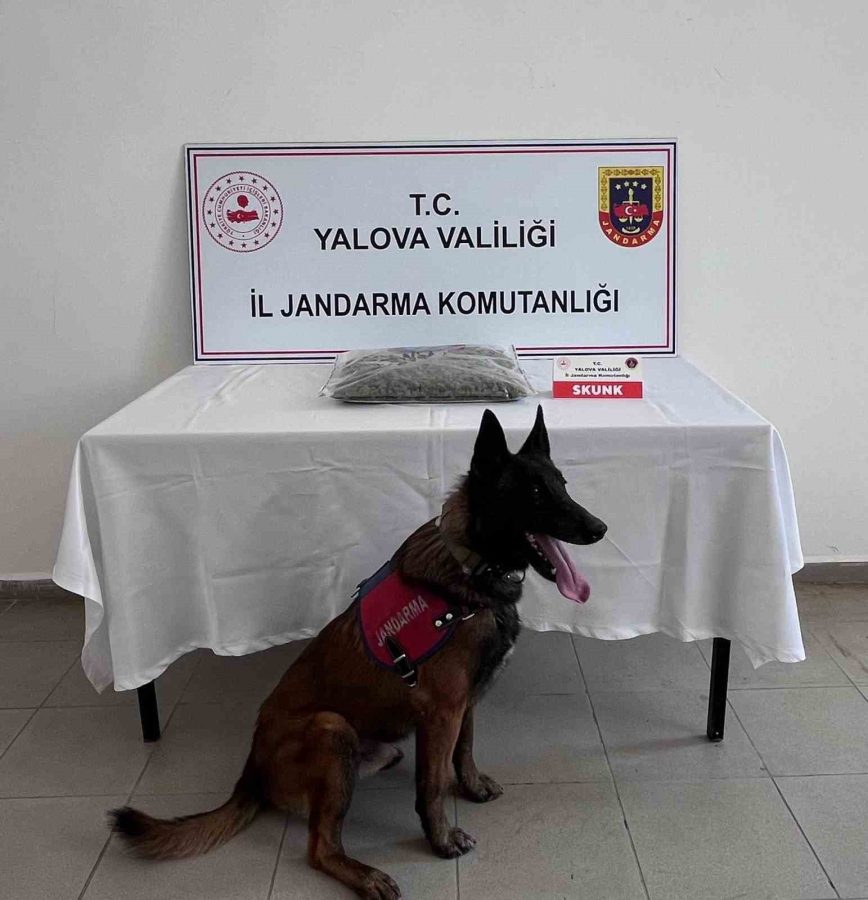 YALOVA’DA OPERASYON.. 1 KİLO 590 GRAM SKUNK ELE GEÇİRİLDİ, 1 ŞÜPHELİ TUTUKLANDI!