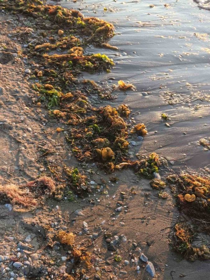 “İSTİRİDYE HIRSIZI” KAPIYA VURDU! 