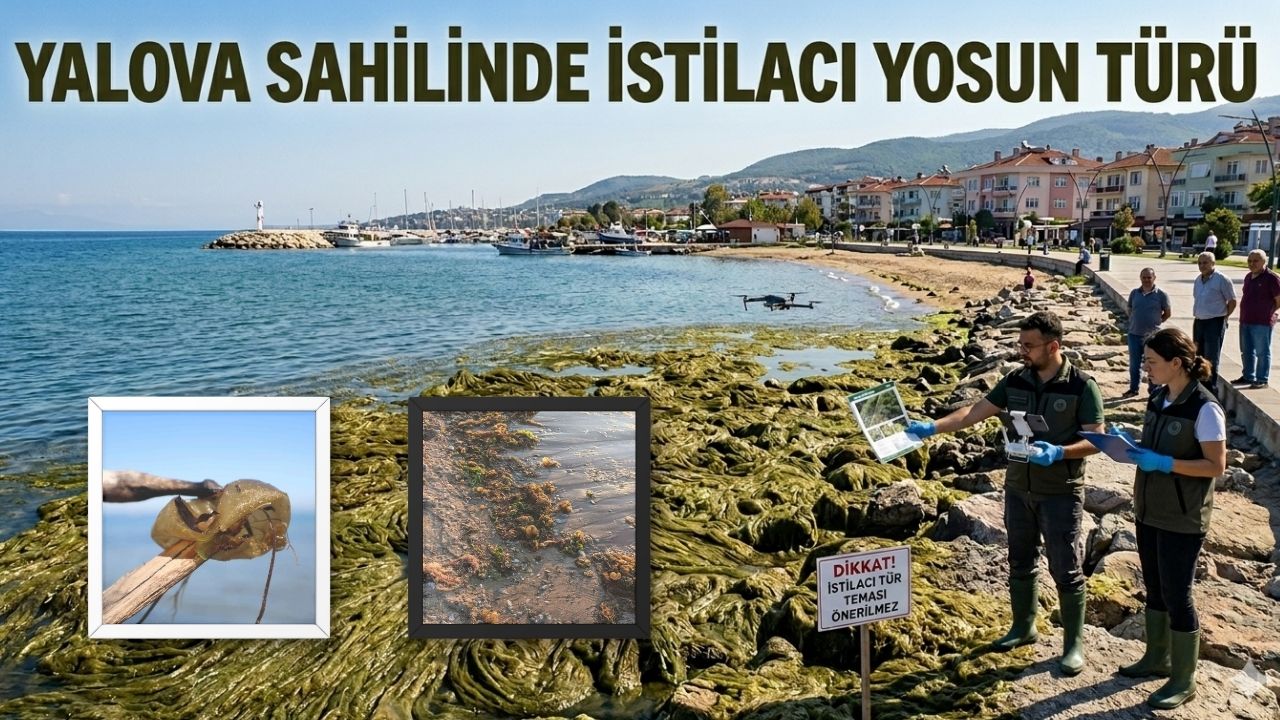 YALOVA’DA “İSTİRİDYE HIRSIZI” KAPIYA VURDU!