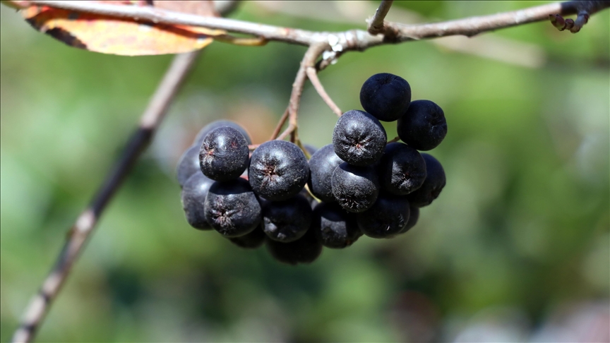 MHP LİDERİ BAHÇELİ’DEN YALOVA ARONYASINA TAM DESTEK