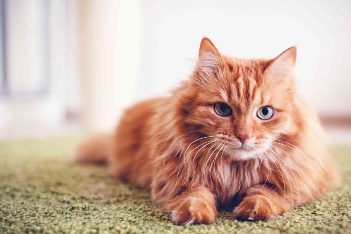 YALOVA’DA KEDİYE ŞİDDET İDDİASI: GÖRÜNTÜLER SOSYAL MEDYADA TEPKİ TOPLADI!