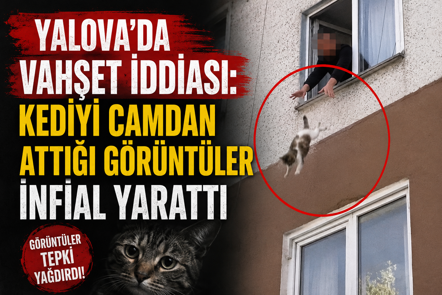 YALOVA’DA KEDİYE ŞİDDET İDDİASI: GÖRÜNTÜLER SOSYAL MEDYADA TEPKİ TOPLADI!