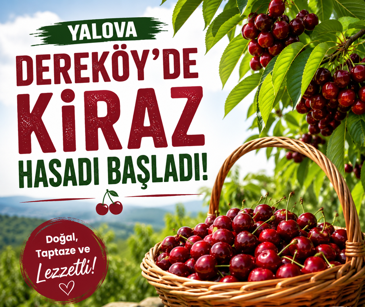 DEREKÖY’DE KİRAZ HASADI BAŞLADI! İRİ TANELİ ÜRÜN ÜRETİCİNİN YÜZÜNÜ GÜLDÜRDÜ