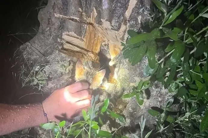 YALOVA’DA AĞAÇ KOVUĞUNDA MAHSUR KALAN KEDİ KURTARILDI