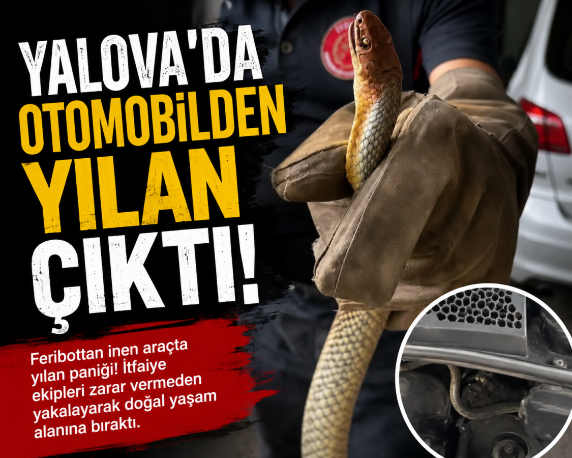 FERİBOTTAN İNEN ARAÇTA BÜYÜK ŞOK.. YALOVA'DA OTOMOBİLDEN YILAN ÇIKTI! 3 FERİBOTTAN İNEN ARAÇTA BÜYÜK ŞOK!