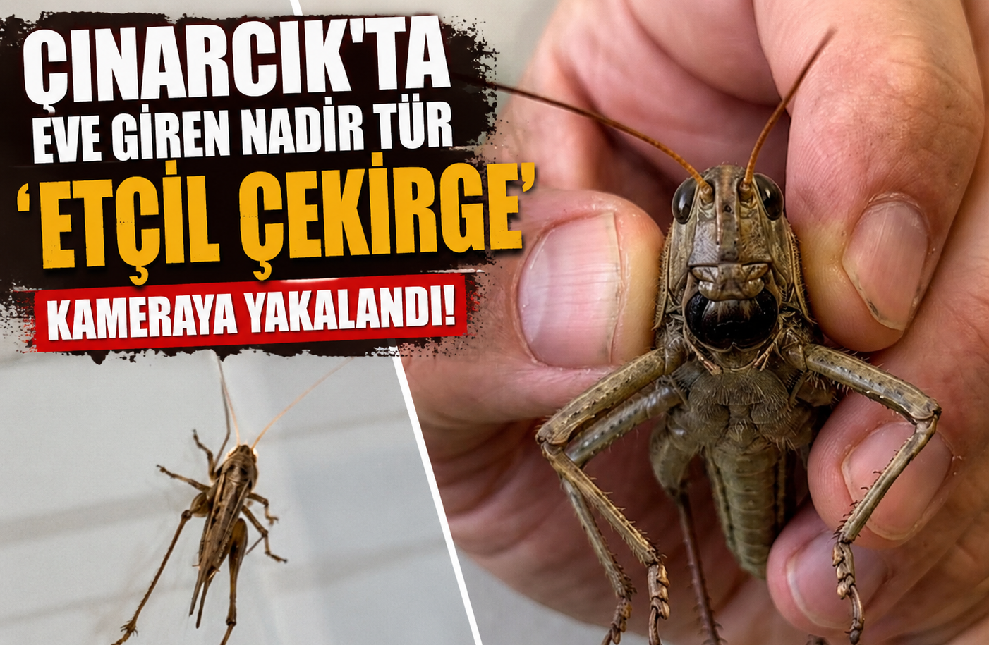 ÇINARCIK’TA EVE GİREN NADİR TÜR ‘ETÇİL ÇEKİRGE’ KAMERAYA YAKALANDI!
