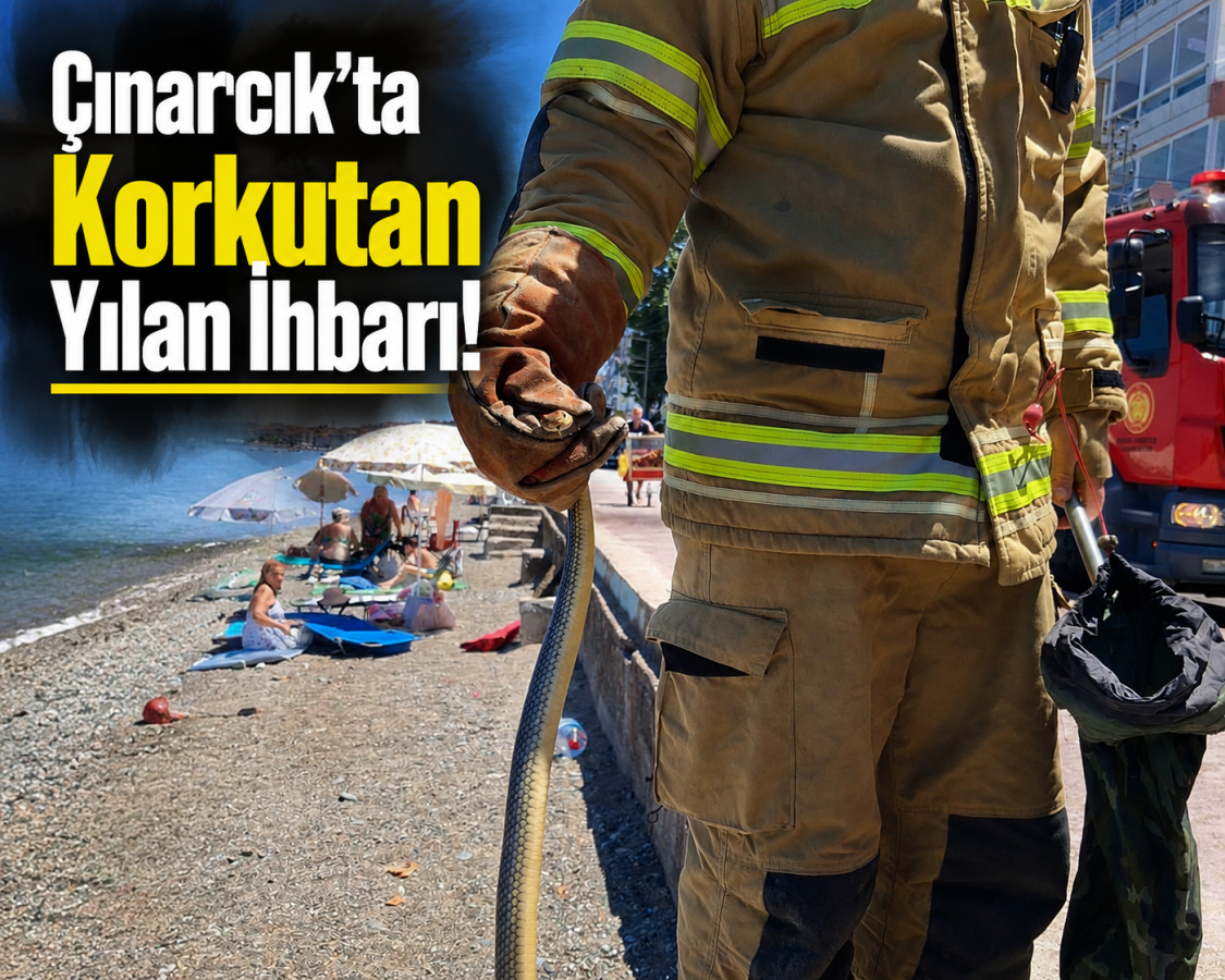 ÇINARCIK'TA DENİZE GİREN VATANDAŞLAR YILANI FARK ETTİ 2 ÇINARCIK'TA DENİZE GİREN VATANDAŞLAR YILANI FARK ETTİ