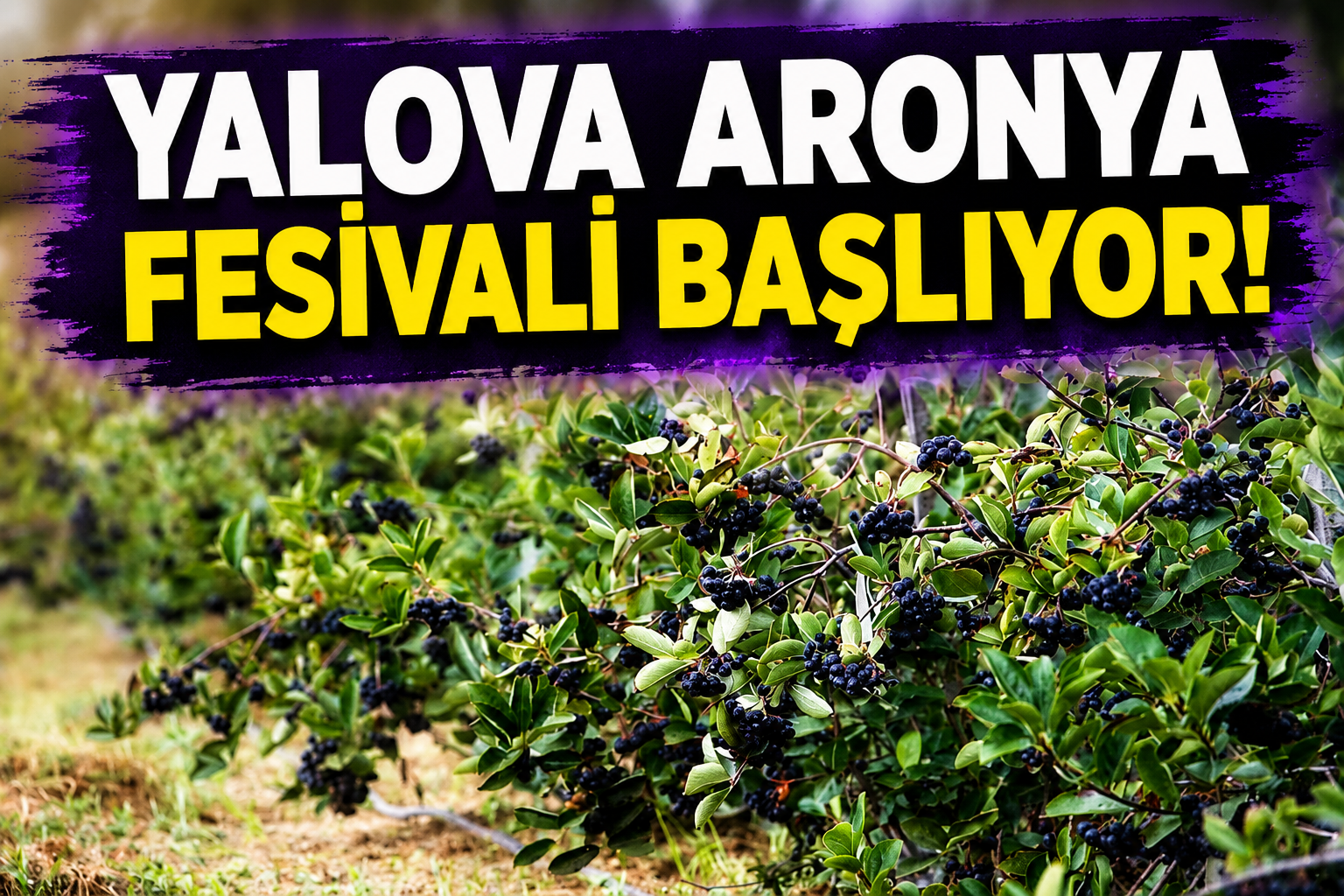 YALOVA’DA ARONYA FESTİVALİ HEYECANI: TARİH BELLİ OLDU, BAŞVURULAR BAŞLADI