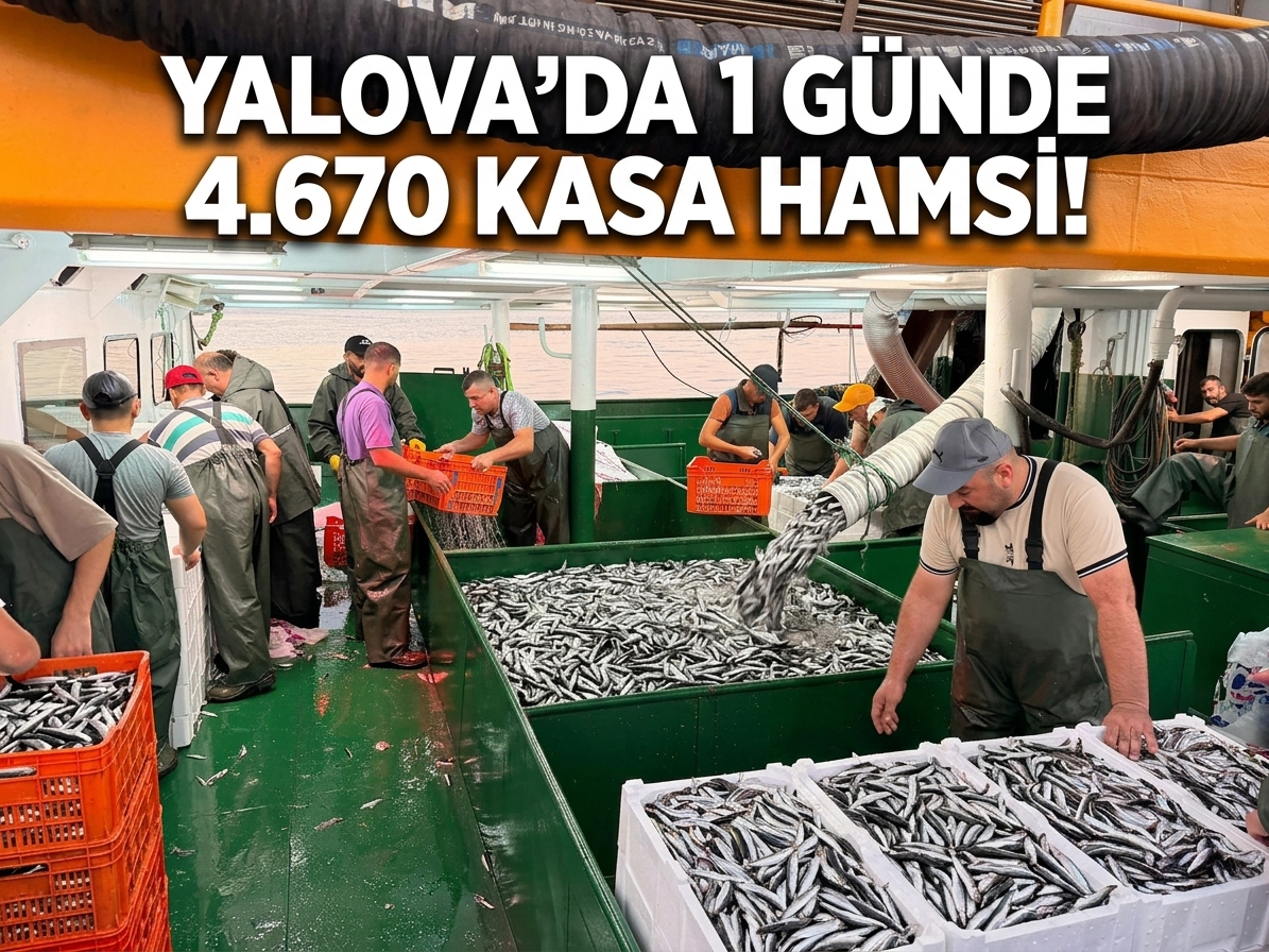 YALOVA’DA HAMSİ BEREKETİ: BİR GÜNDE 4 BİN 670 KASA AVLANDI