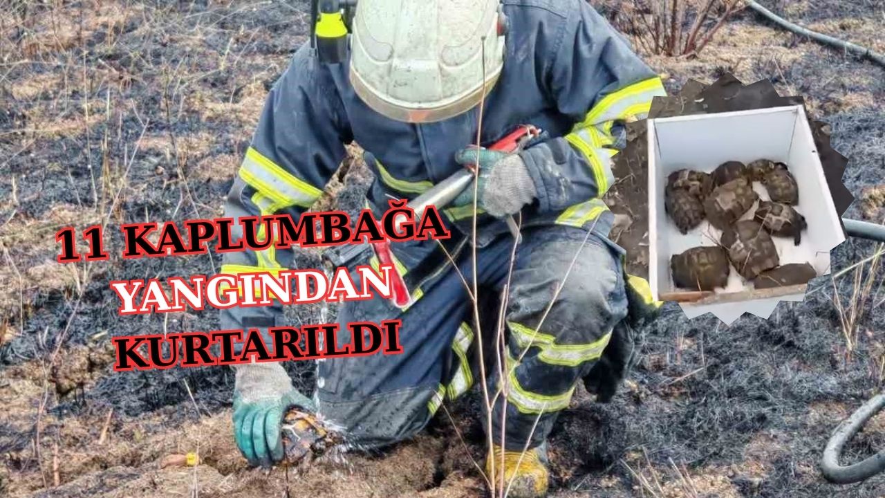 YALOVA’DA ALEVLERİN ARASINDA KALDILAR! 11 KAPLUMBAĞA YANGINDAN KURTARILDI