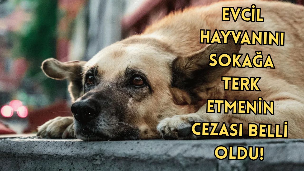 EVCİL HAYVANINI SOKAĞA TERK ETMENİN CEZASI BELLİ OLDU! 108 BİN 370 TL!