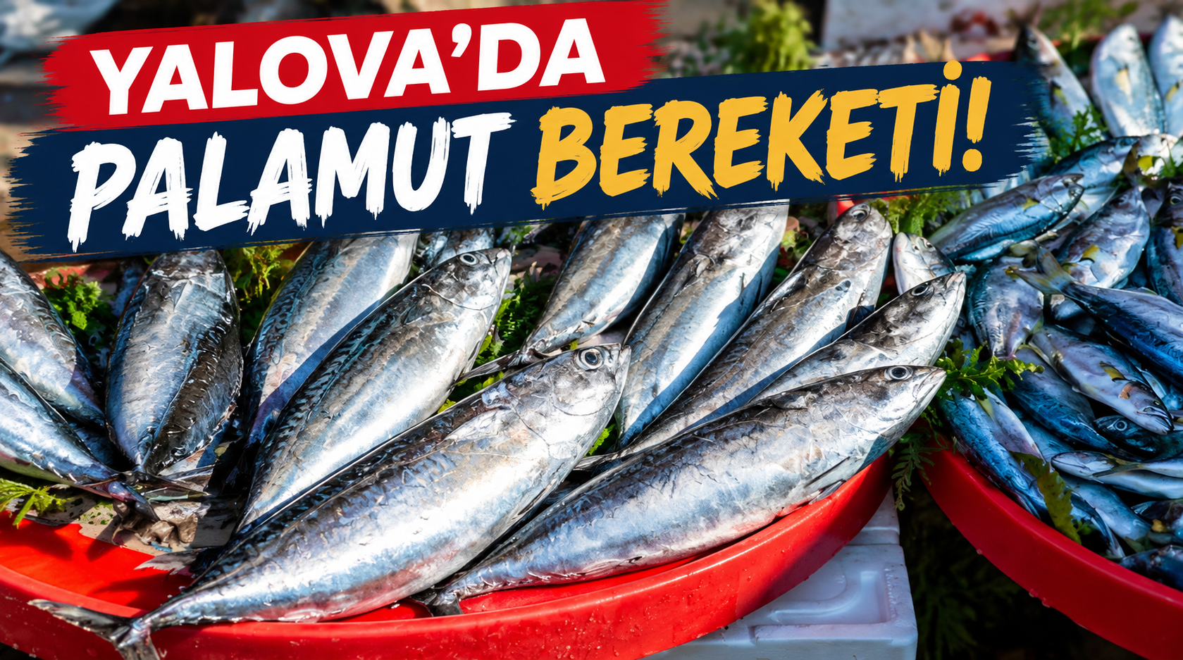 YALOVA BALIKÇILAR LOKALİNDE 3 PALAMUT 200 TL